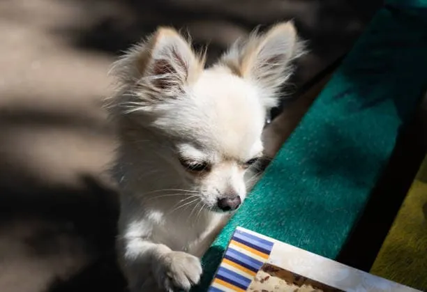Effects of Poor Nutrition on Dogs: Top 6 Ways It Impacts Health
