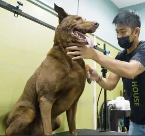 Dogs grooming
