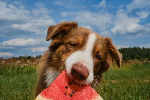 Fruit Frenzy: 5 Delicious Fruits That Are Healthy for Your Dog