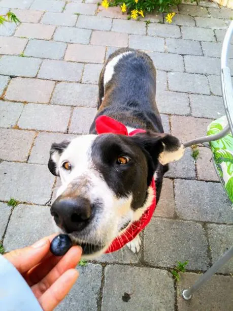 Blueberry dog - a dog eating blueberry
