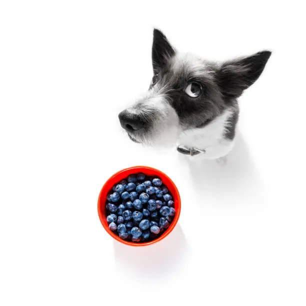 Berry Good or Berry Bad? The Benefits of Feeding Blueberries to Your Canine Companion