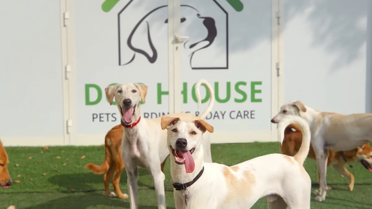 Happy dogs