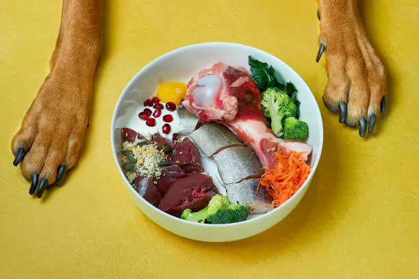 Expert Tips on Dog Diet and Nutrition for Optimal Health