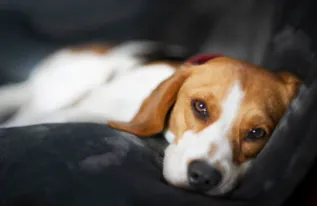 Brown and white dog resting peacefully on a dark furniture surface