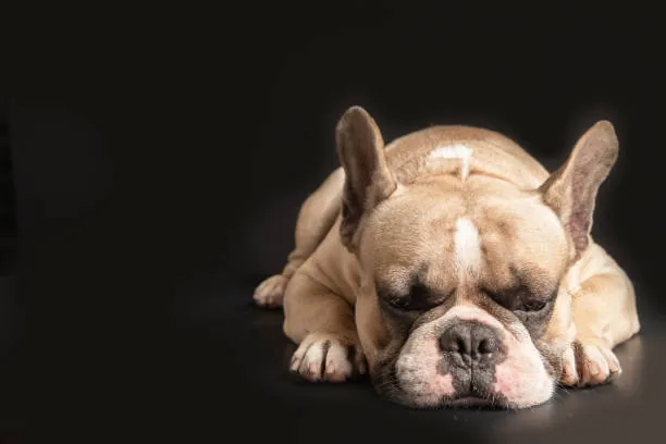 Causes of Your Dog Vomiting Bile – What to Do About It