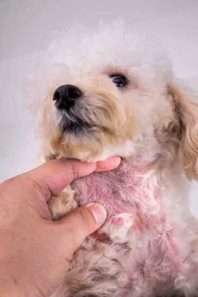Effects of Poor Nutrition on Dogs cause dog's body with red irritated skin.