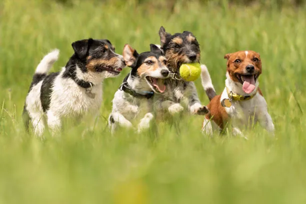 6 Ways Dog Daycare Enhances Your Furry Friend’s Physical and Mental Health