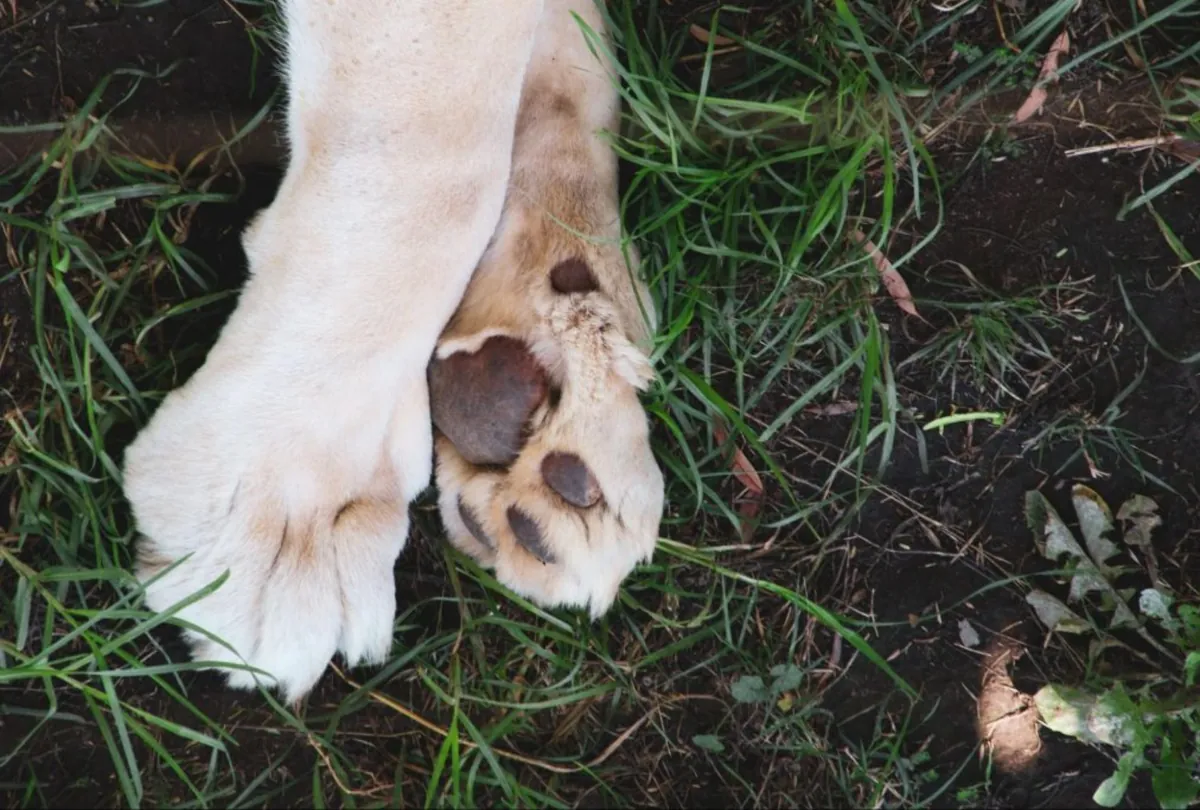 The 5 Best Ways to Treat and Prevent Burnt Paws