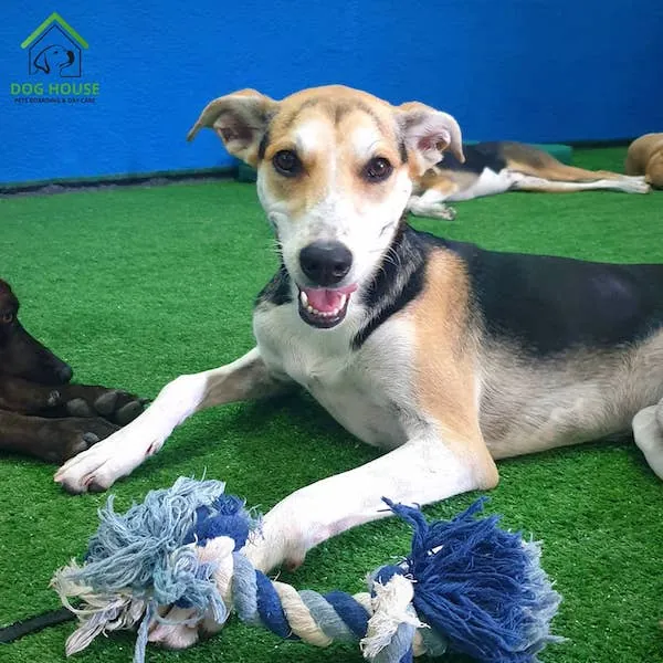 A dog is playing at dog house