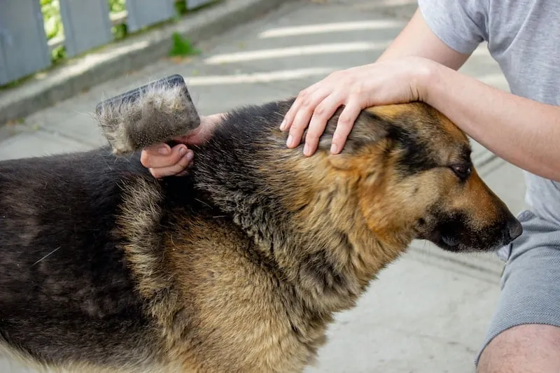 Person brushing German Shepherd dog's coat outdoors in daylight