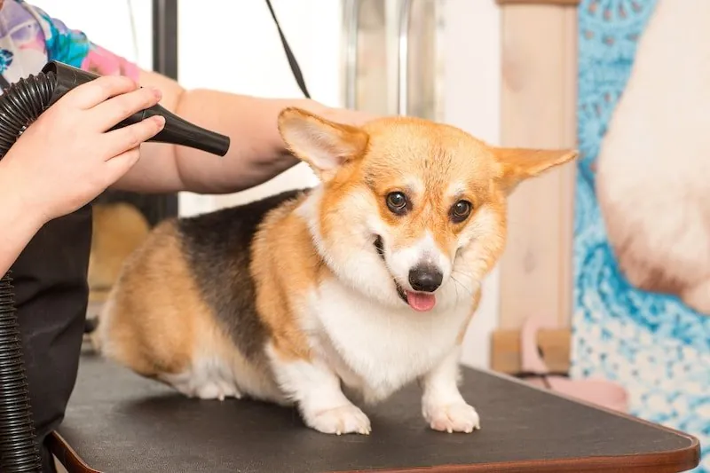 7 Essential Benefits of Regular Dog Grooming for Your Pet’s Health and Happiness