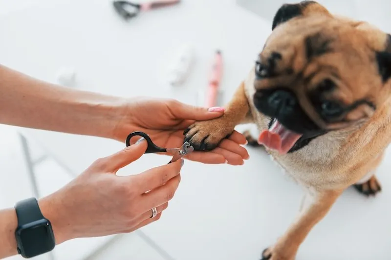 Pug dog receiving professional nail trimming at a grooming table