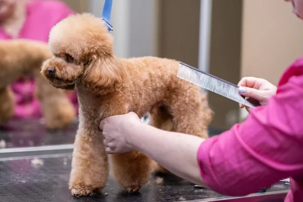 Grooming a poodle