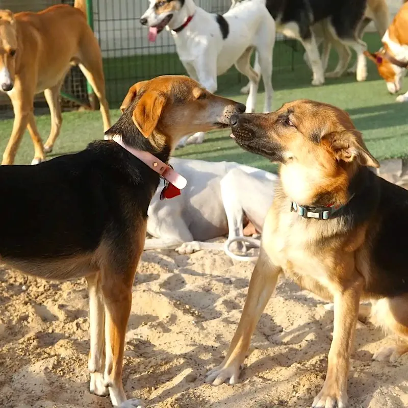 Dog Daycare is a little world full of new sights, sounds, and smells.
