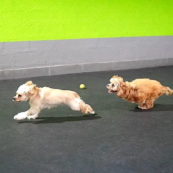 A day at dog daycare is a blend of physical and mental gymnastics.