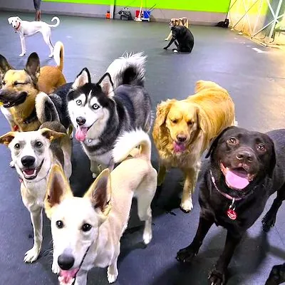 Multiple dogs of different breeds playing at indoor daycare facility