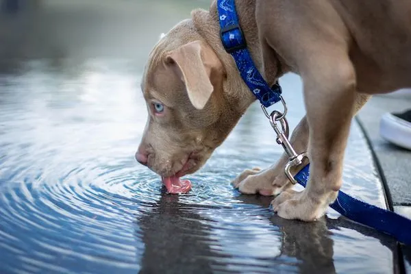7 Creative Ways to Boost Your Dog’s Water Consumption