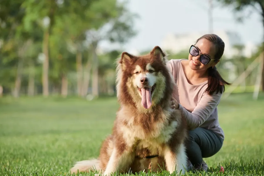 Woman crouching beside fluffy tan Samoyed dog in outdoor grass area