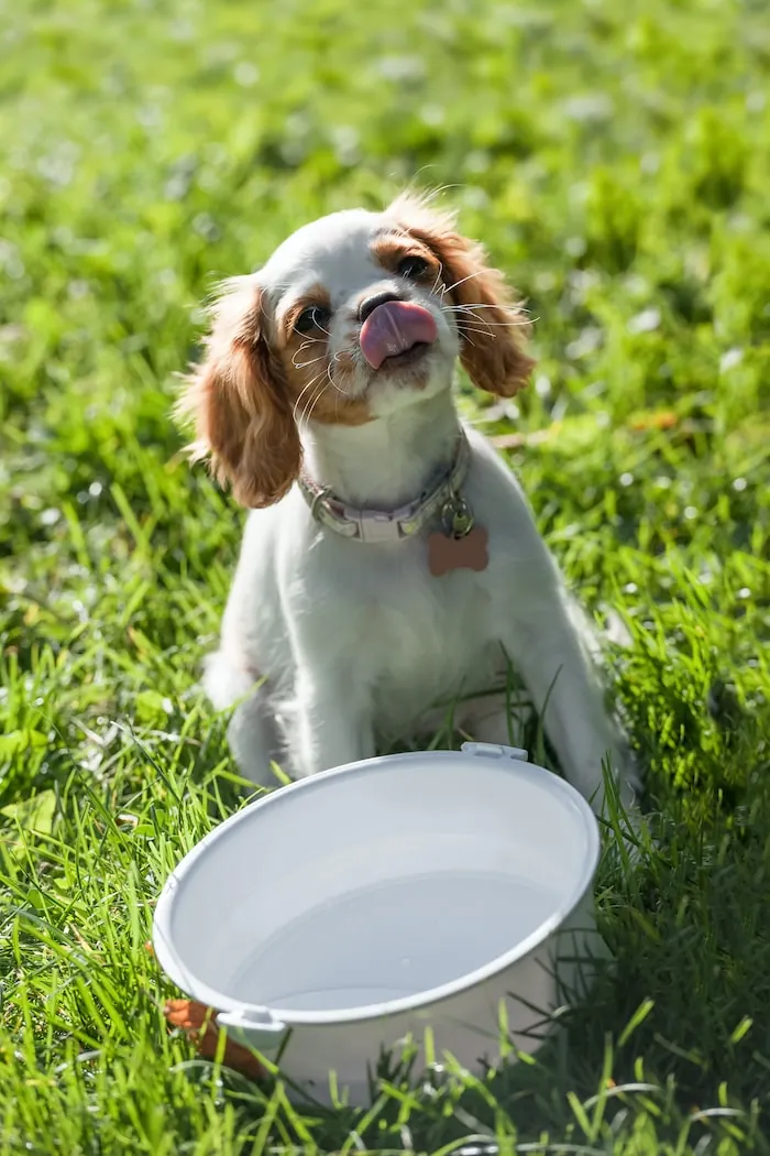 Brown and white puppy licking from water bowl in grassy outdoor setting