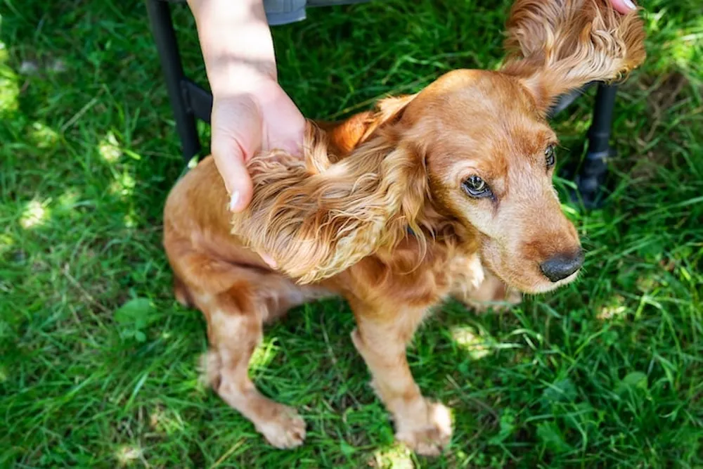 Golden cocker spaniel being gently stroked by owner in grass