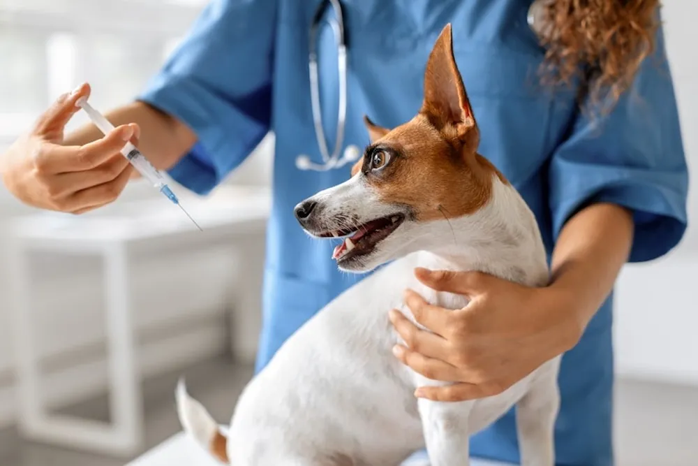 Veterinarian holding brown and white dog for vaccine injection