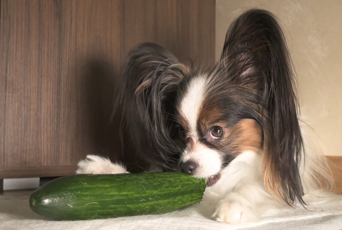 Black and tan spaniel dog sniffing fresh green cucumber vegetable