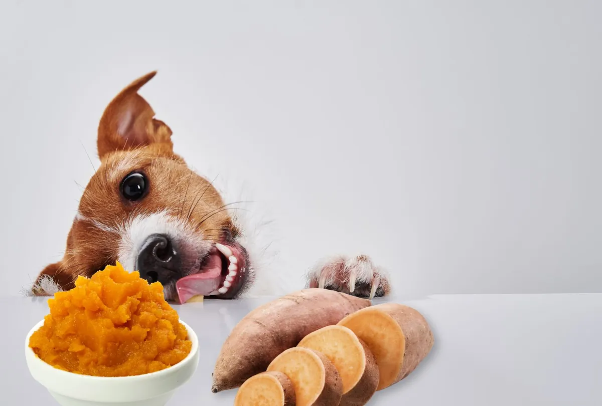 Brown and white dog viewing orange pumpkin and sweet potato food