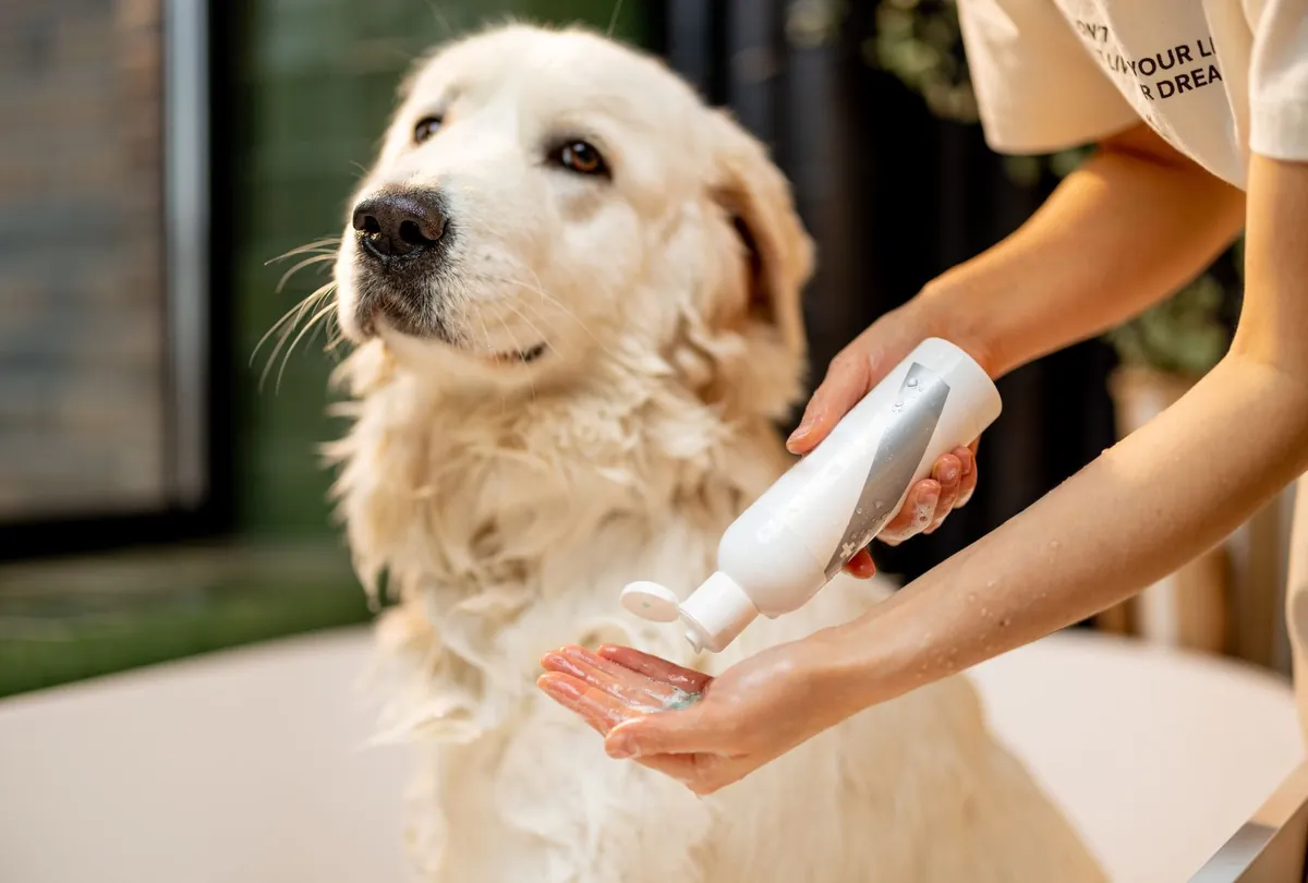 Owner applying protective sunscreen lotion to golden dog's coat