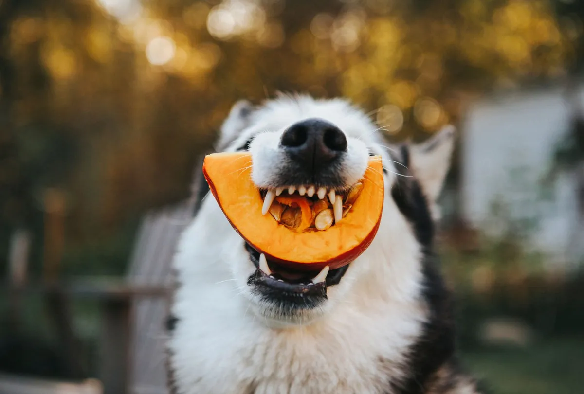 Fluffy white and dark dog joyfully munching on orange pumpkin slice