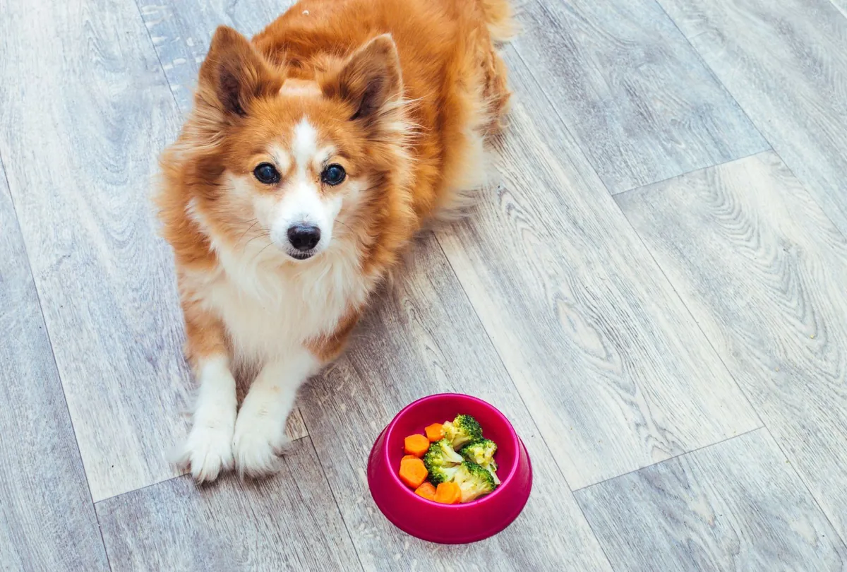 Small corgi-type dog looking down at colorful vegetables in bowl