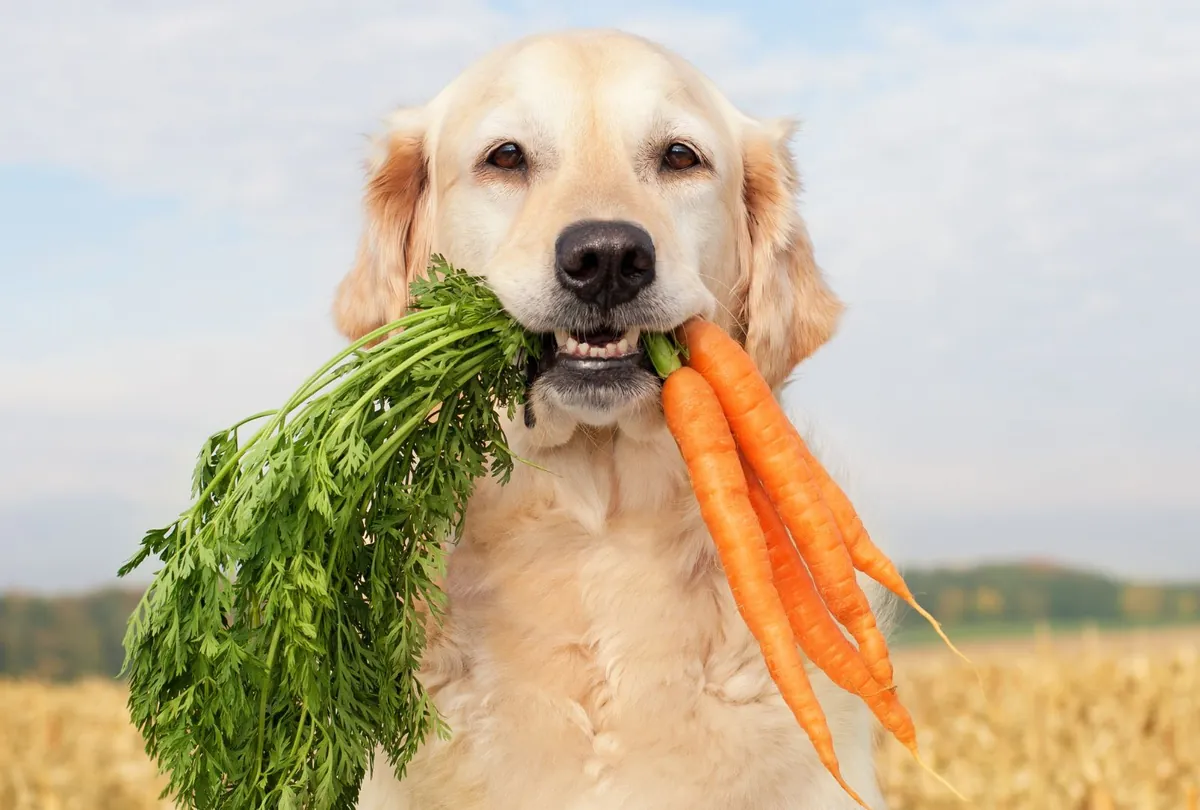 Cream-colored dog holding orange carrots and green leafy vegetables