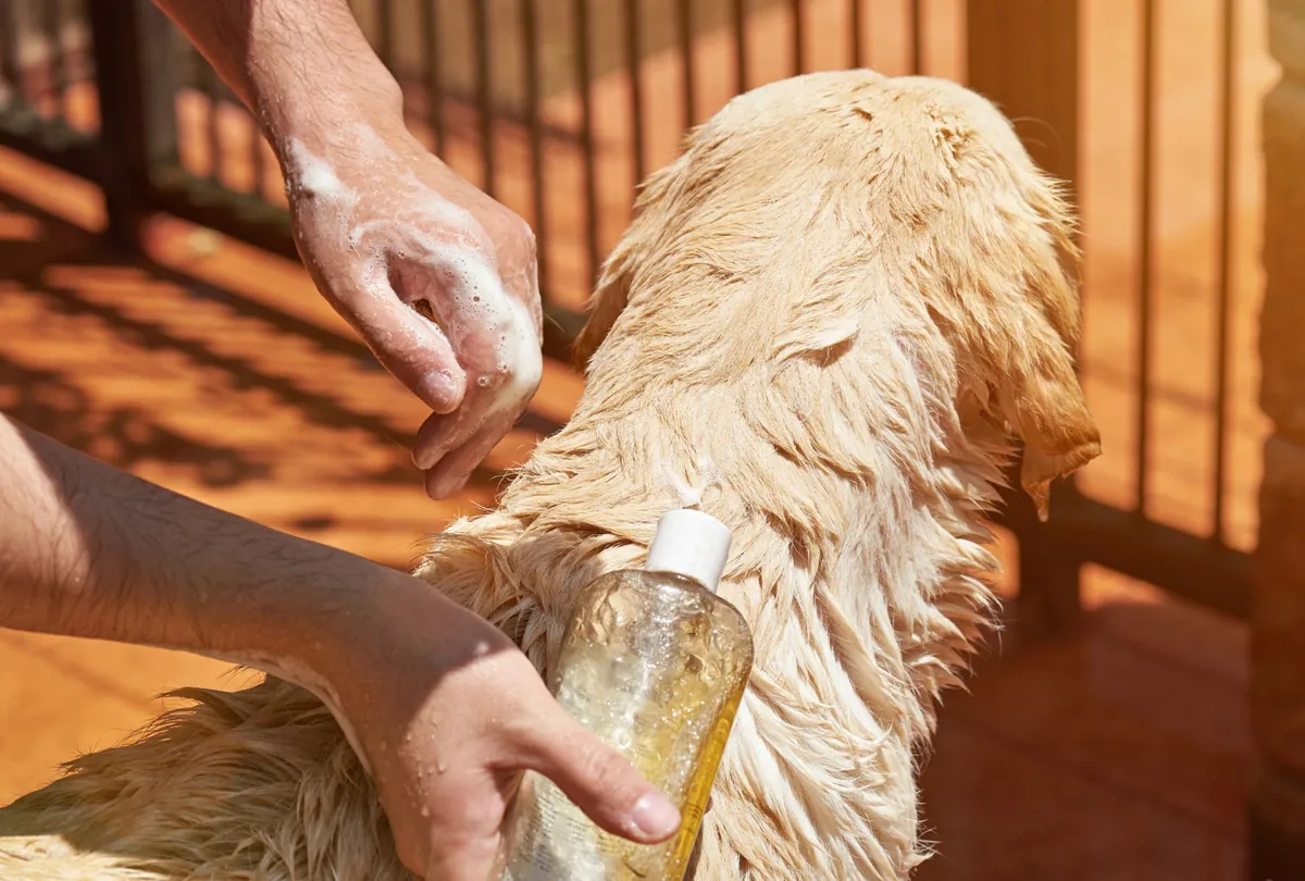 Light-colored dog's coat being treated with natural oil application