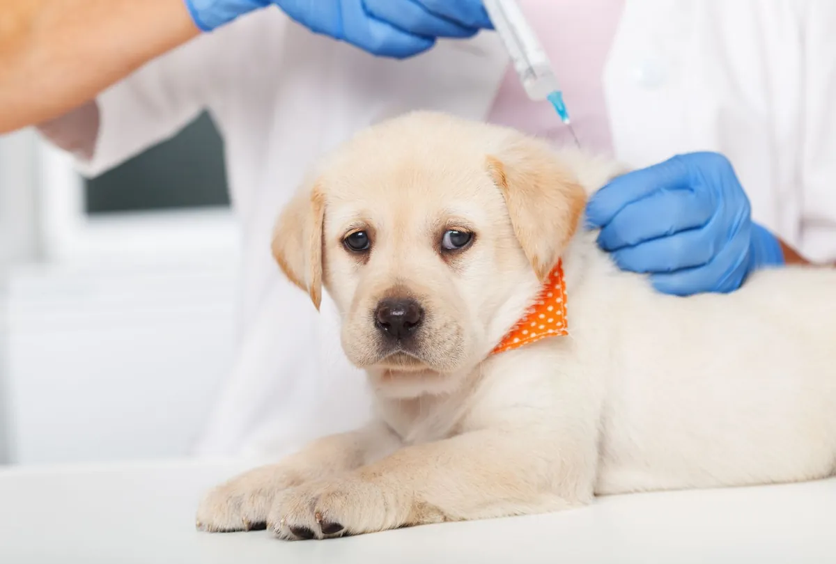 Understanding the Importance of Updated Dog Vaccinations