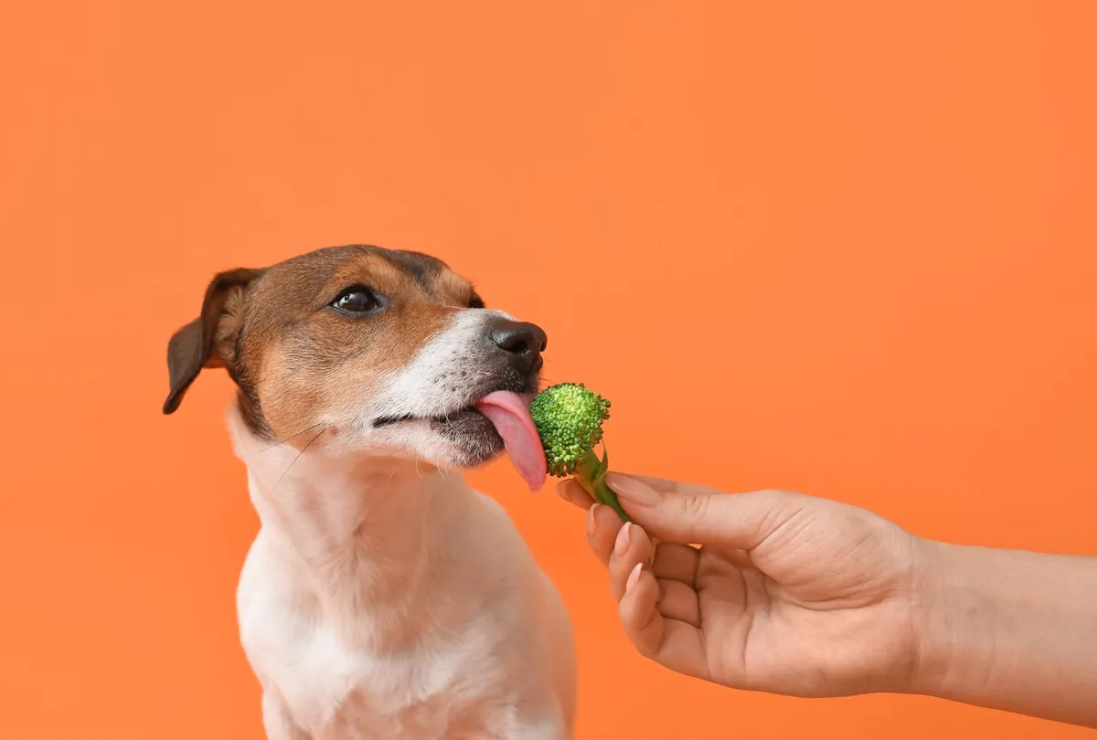 Small brown dog eagerly tasting offered broccoli floret piece