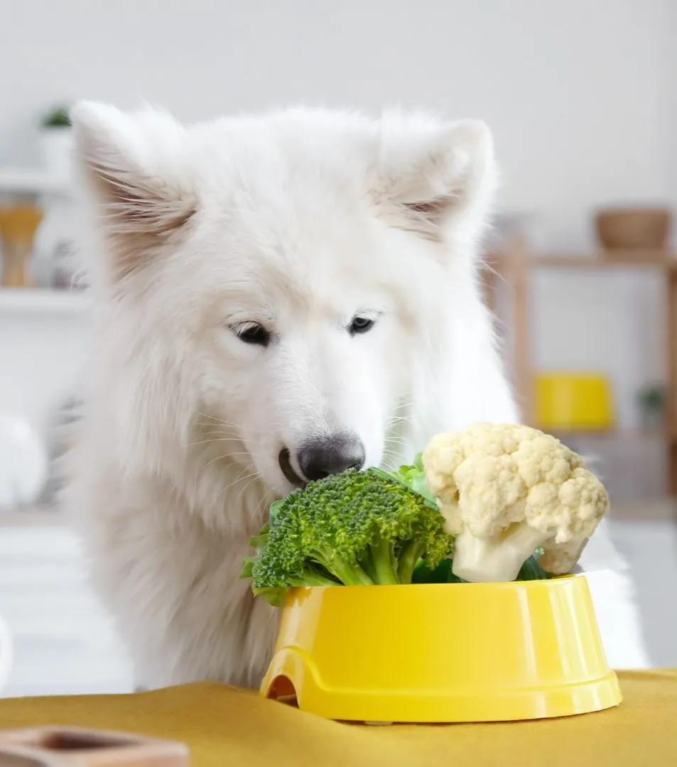 White fluffy dog happily eating broccoli and cauliflower together