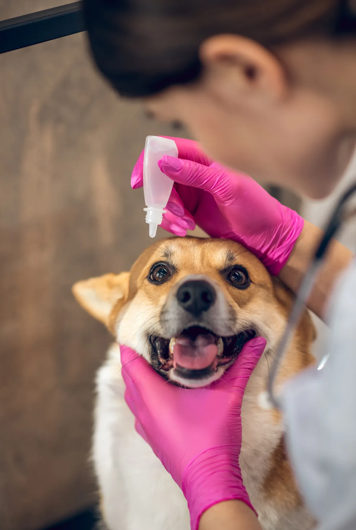 Tan dog undergoing health examination with examiner wearing pink gloves