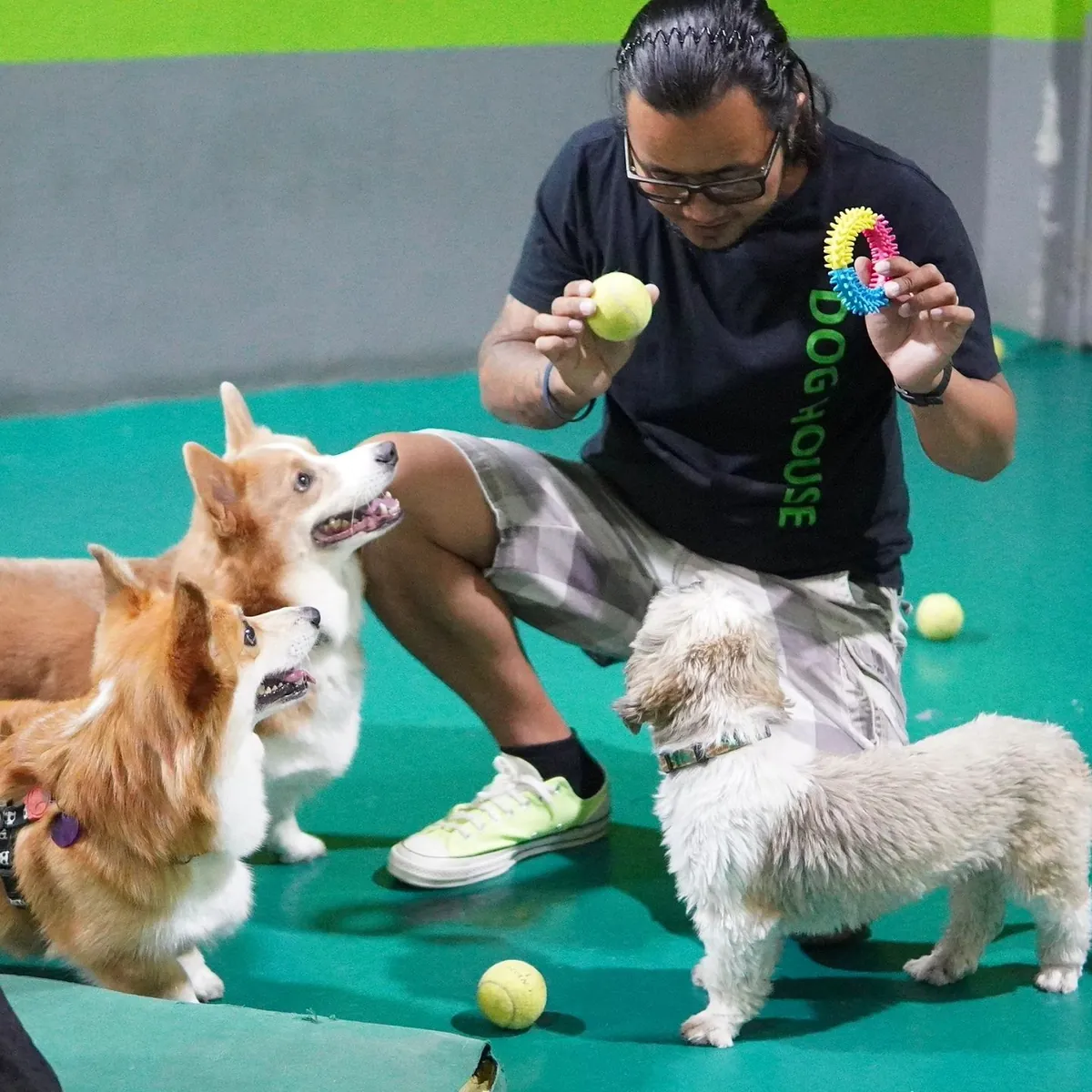 Woman caretaker with brown dachshund and small dog at daycare