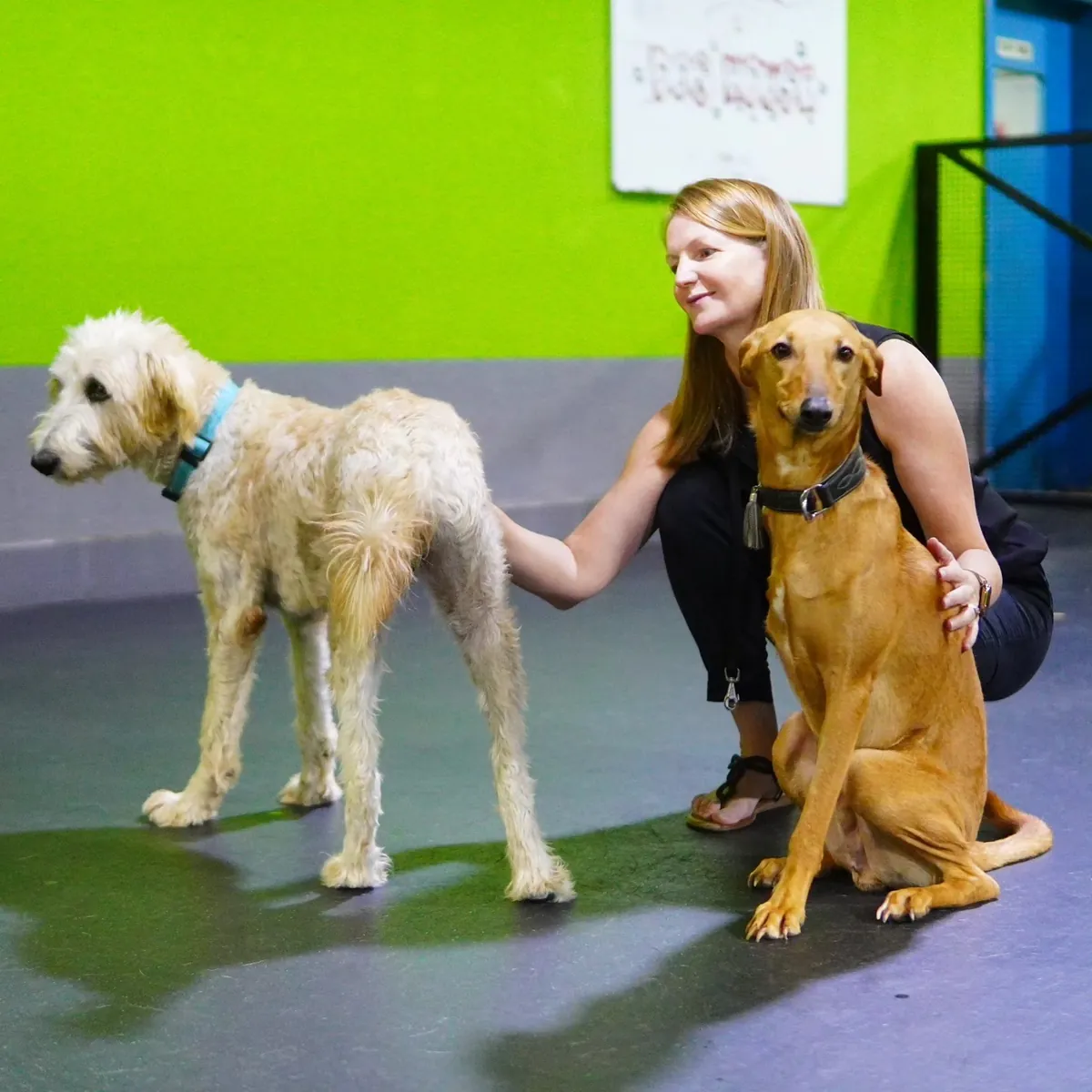 Woman caretaker with cream-colored and brown dogs in playroom