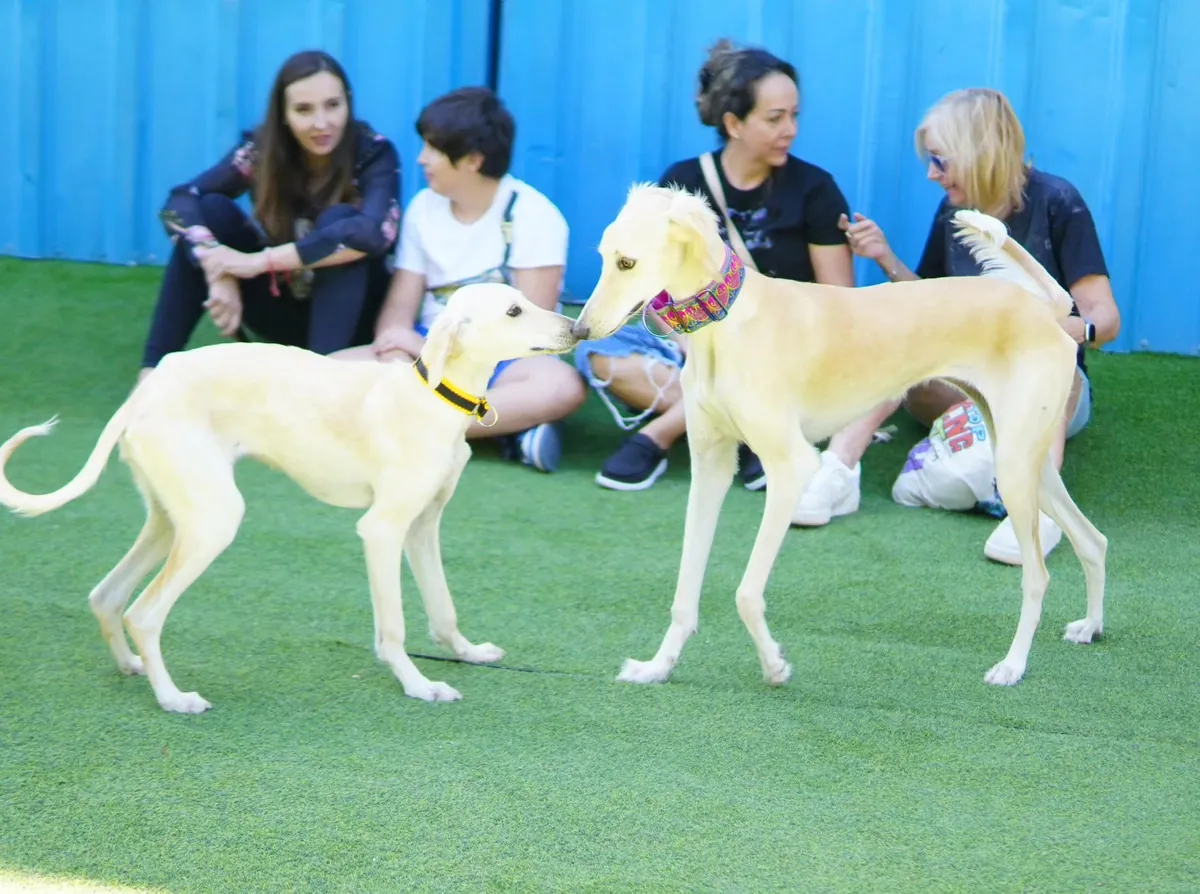 Two yellow Labrador Retrievers with female staff member at daycare