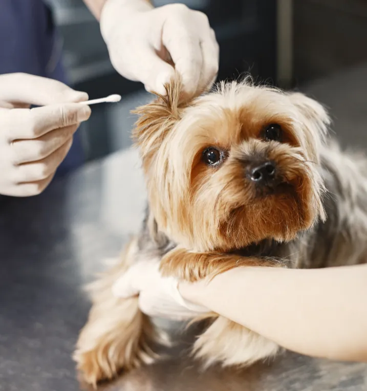 Tan and white Shih Tzu dog getting groomed with slicker brush