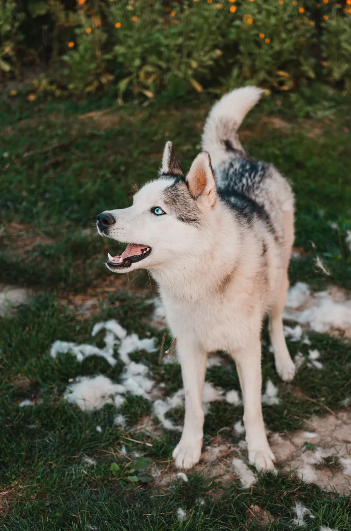 Gray and white Husky dog with striking blue eyes standing outdoors