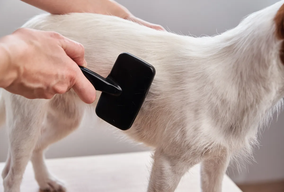 White dog's microchip implant being scanned during health examination