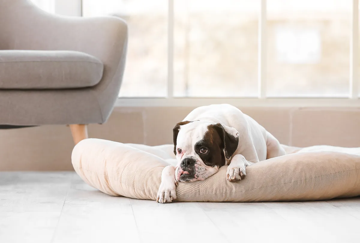 Brown and white Boxer dog resting peacefully on bed with white blanket