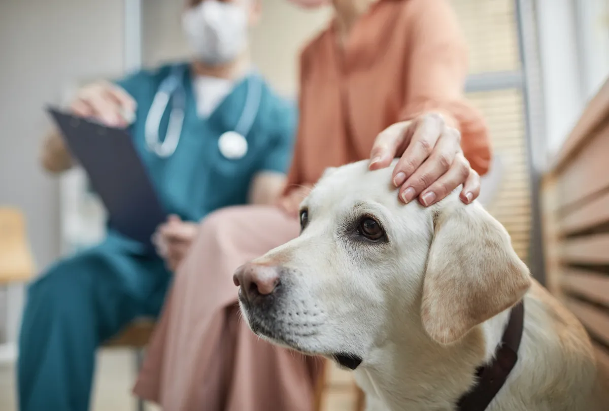 Light colored Labrador at vet clinic being examined by person in teal scrubs