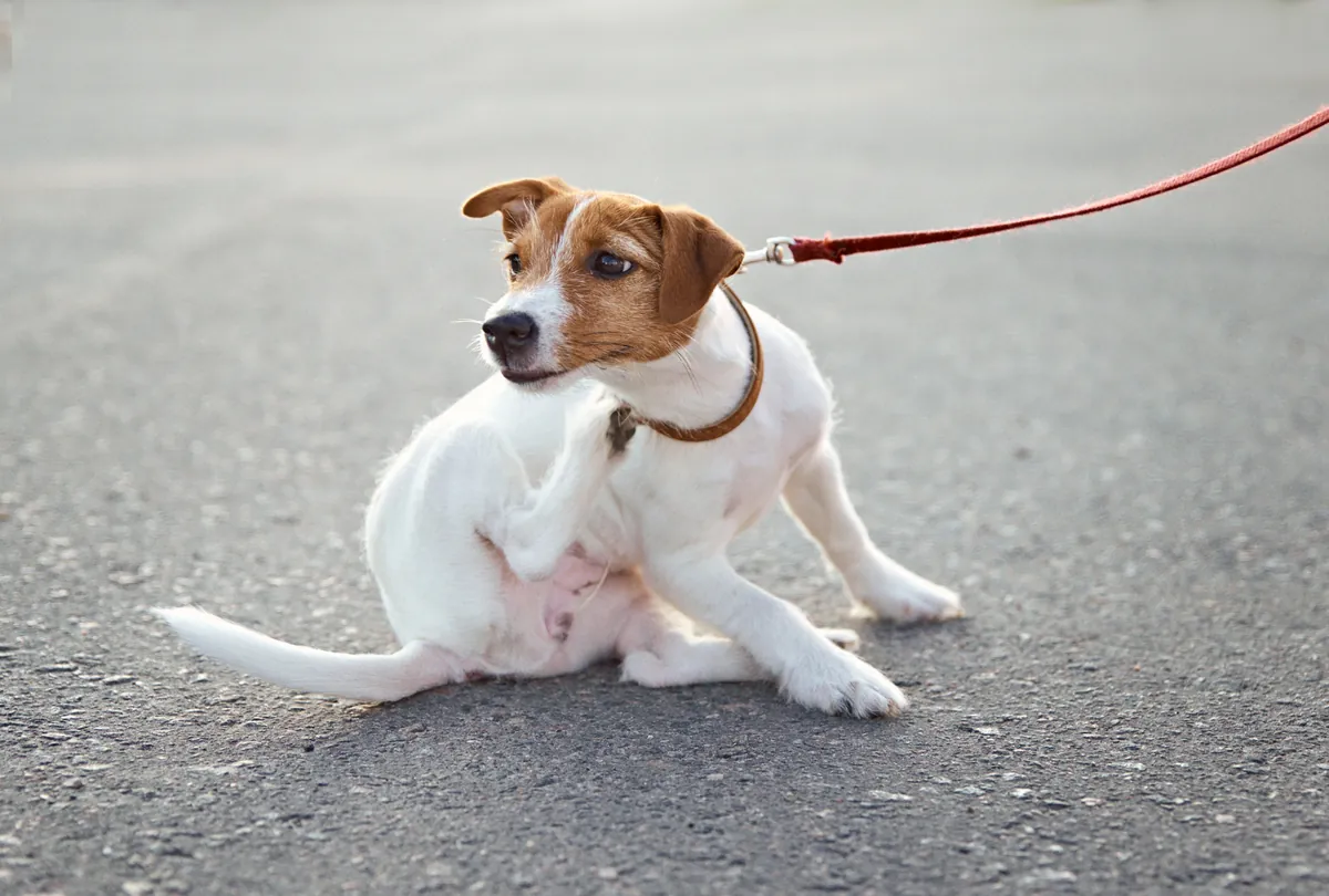 Small brown and white dog on leash sitting calmly on road