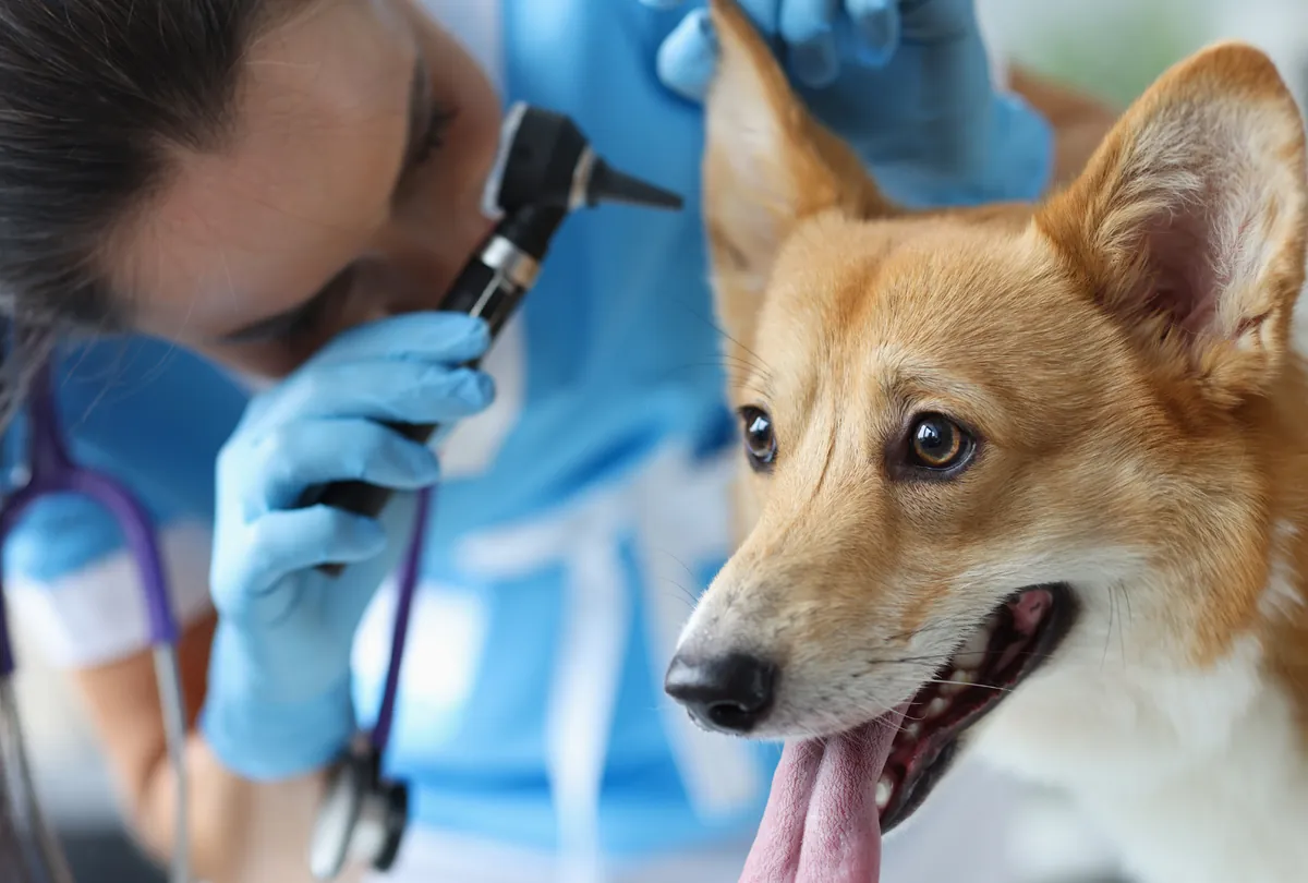 Person in blue gloves examining brown dog's ear during veterinary check