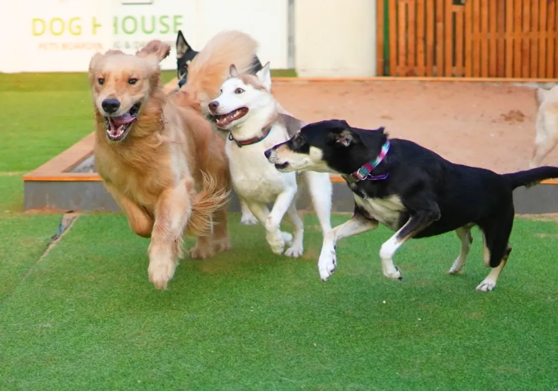 The Top 5 Advantages of Dog Boarding with Dog House Dubai