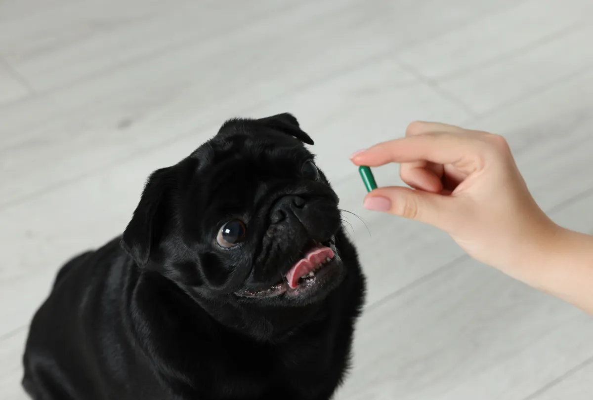Probiotics for Dogs: 5 Ways Probiotics Improve Dog Health