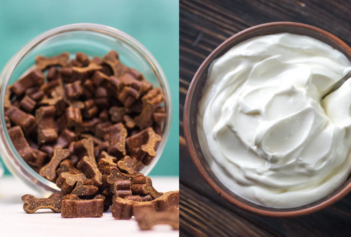 Probiotic dog treats in glass bowl with yogurt on contrasting backgrounds