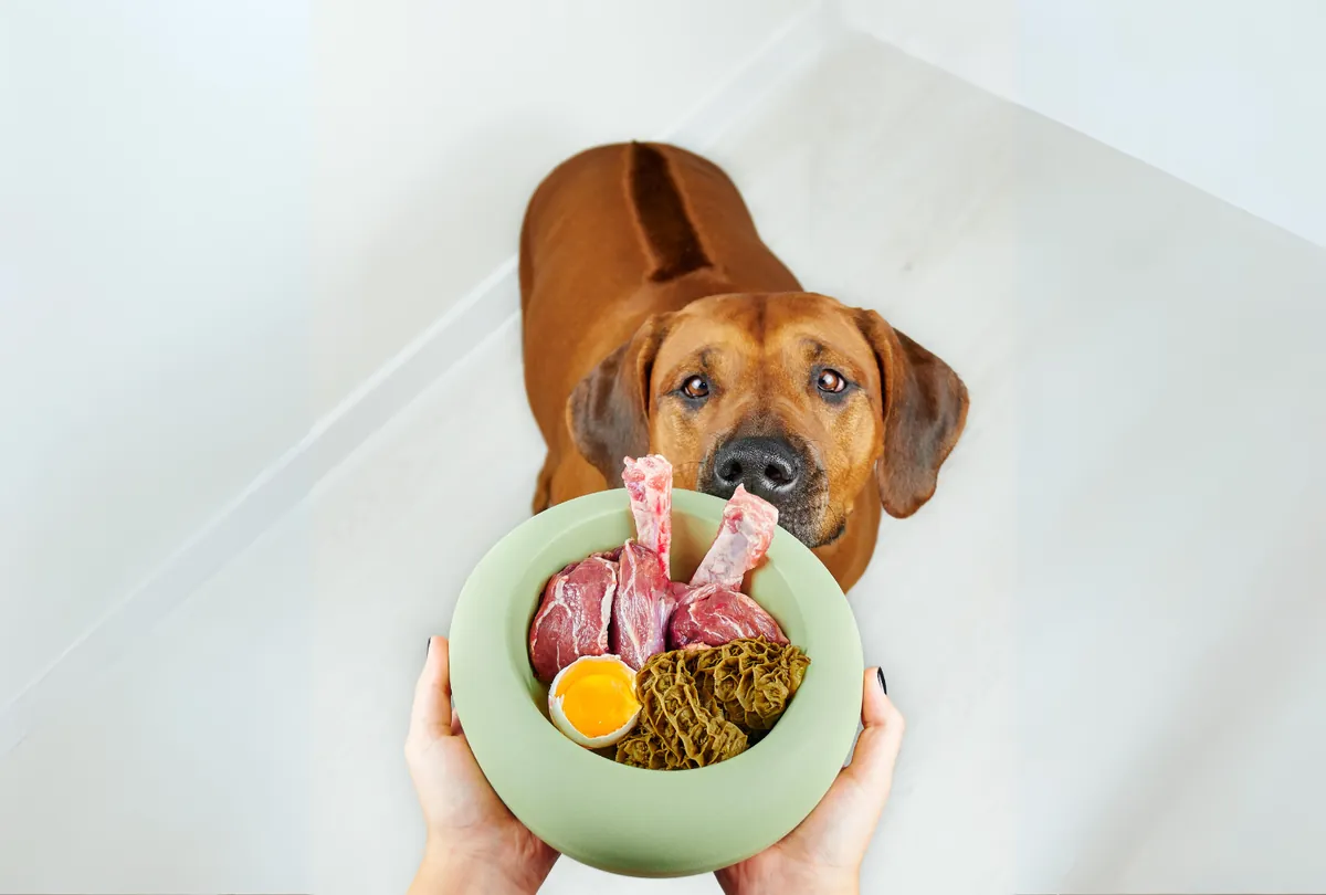 Raw food diet for dogs